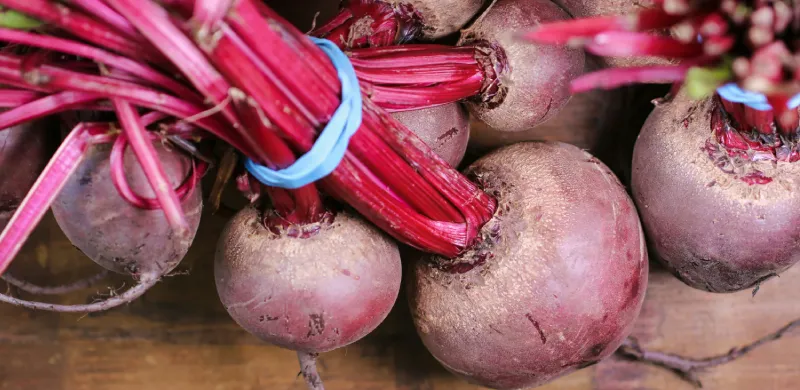 Zbiór czerwonych buraków przeznaczonych do suszenia